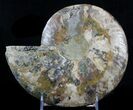 Cut Ammonite Fossil (Half) - Beautifully Agatized #58278-1